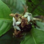 Psychotria globosa Flor