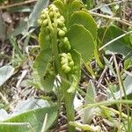 Botrychium lunaria Leaf