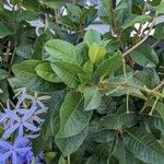 Petrea volubilis Leaf