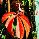 Parthenocissus inserta Leaf