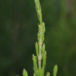 Erica arborescens Leaf