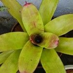 Aechmea caudata Lehti