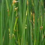 Schoenoplectus lacustris Hoja