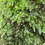 Selaginella stenophylla Лист