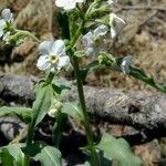 Hackelia californica Yeri