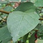 Cotoneaster multiflorus पत्ता