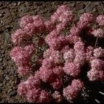 Eriogonum ovalifolium Pokrój