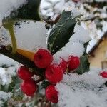 Ilex aquifoliumFruit