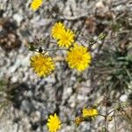 Pilosella piloselloides Leaf