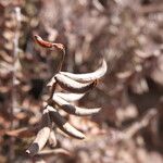 Pellaea ternifolia 葉