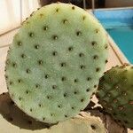 Opuntia basilaris 葉