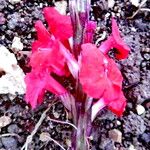 Stachytarpheta mutabilis Flor