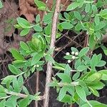 Spiraea thunbergii Bark