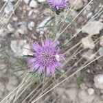 Atractylis humilis Flower