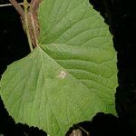 Vitis tiliifolia 葉