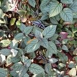 Strobilanthes alternata List