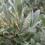 Salix glauca 其他