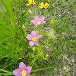 Sabatia campestris Flower