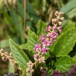 Spiraea tomentosaFloare