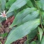 Tricyrtis formosana Hoja