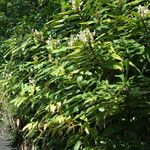 Hedychium flavescens Habit