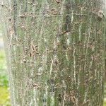 Acer tegmentosum 樹皮