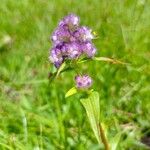 Floscopa glomerata Flor