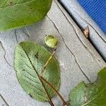 Viburnum rufidulum Frutto