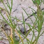 Spergularia bocconei Leaf