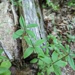 Galium circaezans Blad