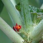 Jatropha podagrica Ŝelo