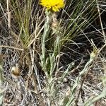 Centaurea solstitialis Агульны выгляд