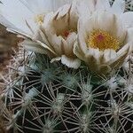 Sclerocactus intertextus ᱛᱟᱦᱮᱸ