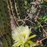 Leucostele chiloensis Flor