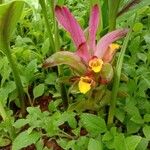 Curcuma aromatica Çiçek