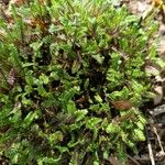 Leptinella squalida Leaf