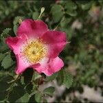 Rosa fedtschenkoana Flower