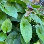 Arisarum vulgare Blomst