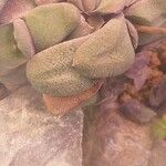 Gasteria glomerata Hoja