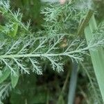 Achillea macrophylla Blad