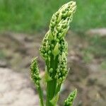 Asparagus officinalis Ліст