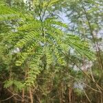 Jacaranda mimosifolia Blad