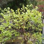 Betula pubescens 整株植物