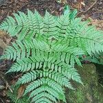 Dryopteris expansa Leaf