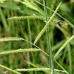 Urochloa mosambicensis Folha