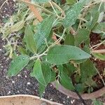 Salvia discolor Feuille