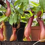 Nepenthes alata Hábito