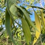 Acacia auriculiformis 葉