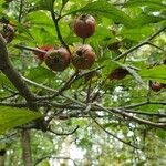 Crataegus punctata Fruto