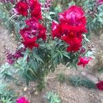 Antirrhinum australeᱥᱟᱠᱟᱢ